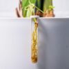 il_fullxfull.8237416090_ph4s.jpg Plant Propagation Stake with Test Tube Holder